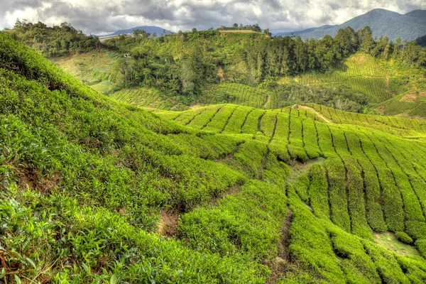 Plantación de té, Malasia —  Fotos de Stock