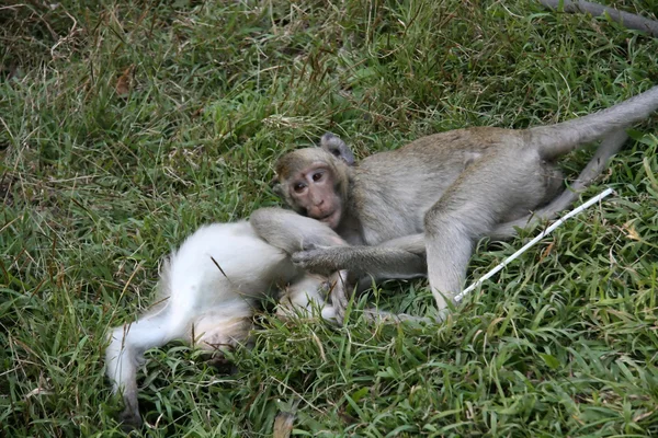 Małpa - wat phnom, phnom penh, Kambodża — Zdjęcie stockowe