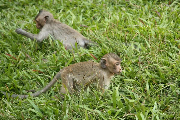 Monkey - wat phnom, phnom penh, Kamboçya — Stok fotoğraf