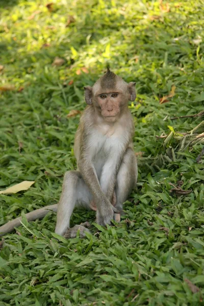Monkey - Wat Phnom, Phnom Penh, Cambodia — Stock Photo, Image