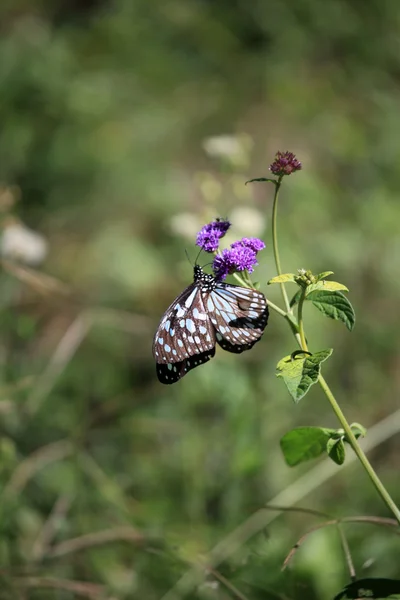 Schmetterling - maasai mara reserve - kenia — Stockfoto