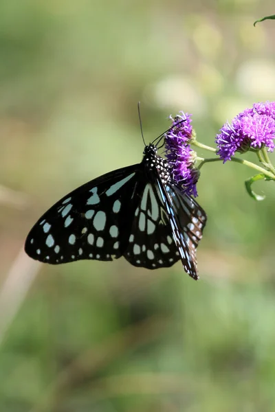 Schmetterling - maasai mara reserve - kenia — Stockfoto