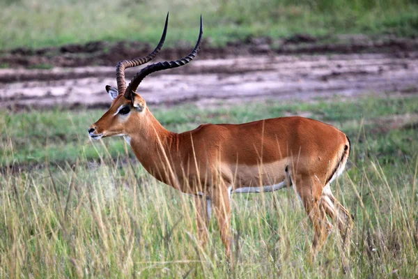 Imapala antelope - Masai mara reserve - Kenia — Stockfoto