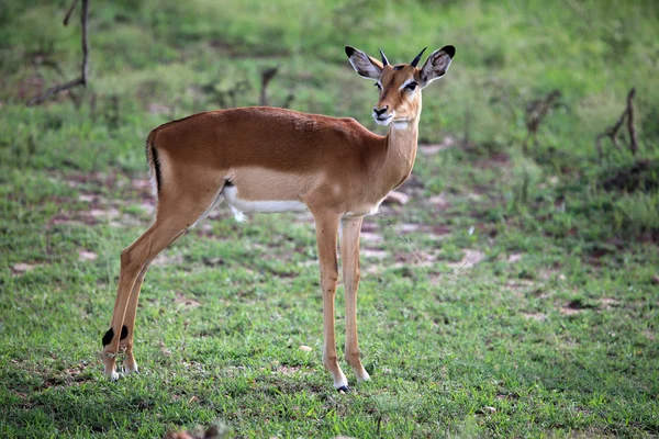 Imapala Antelope - Reserva Maasai Mara - Kenia —  Fotos de Stock