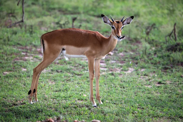 Imapala antilop - maasai mara reserve - kenya — Stockfoto