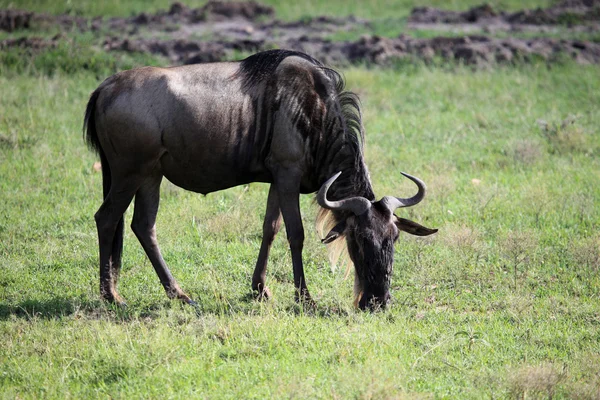 Гну - заповідника Масаї Мара - Кенія — стокове фото