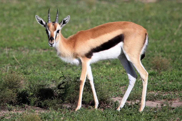 Thompsons gazelle - maasai mara reserve - kenia — Stockfoto