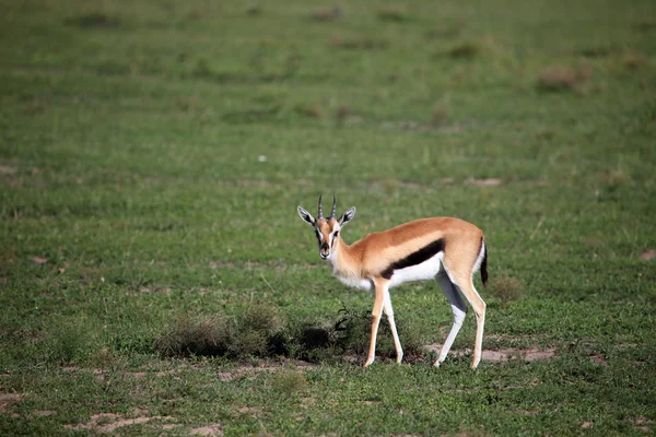 Thompsons gacela - reserva de masai mara - Kenia — Stok fotoğraf