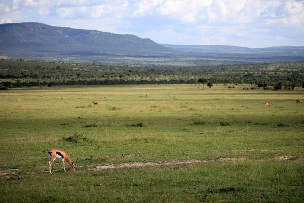 Thompson Gazelle - Maasai Mara Reserve - Kenya — стоковое фото