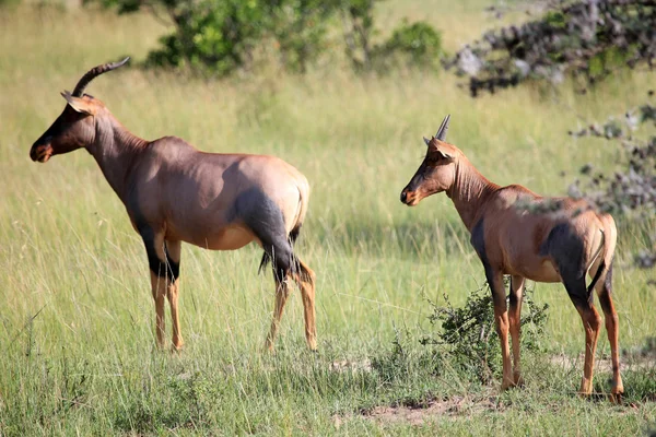 Topi - rezervace maasai mara - Keňa — Stock fotografie