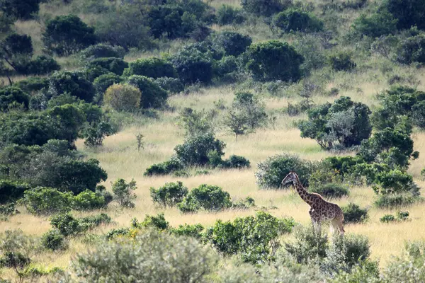 Maasai Mara Reserve - Kenya — Stock Photo, Image