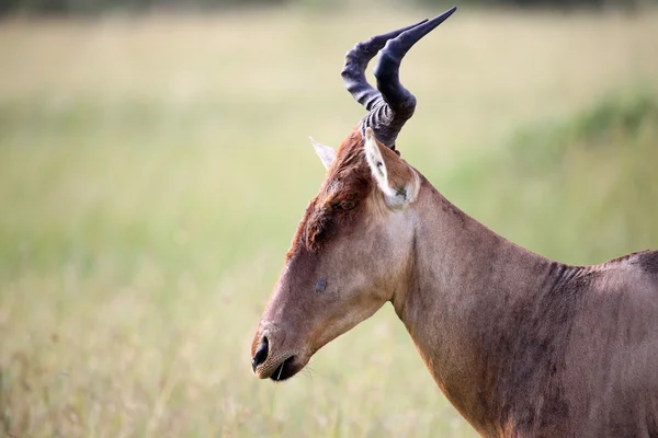 Topi - Maasai Mara Reserve - Kenya — Stock Photo, Image