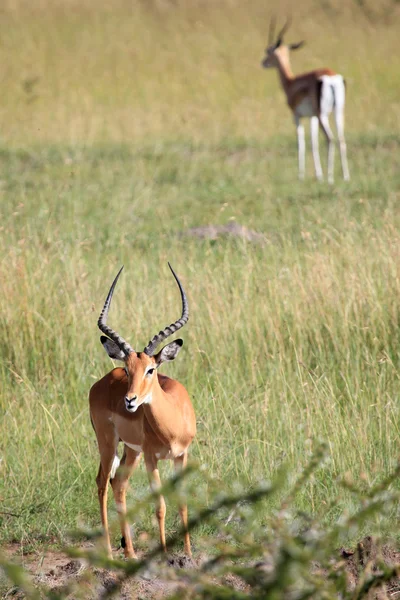 Imapala antilop - maasai mara reserve - kenya — Stockfoto