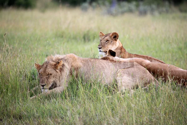 Aslan çift - Masai mara yedek - kenya — Stok fotoğraf