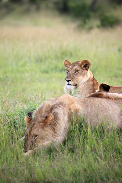 Oroszlán pár - Maasai Mara Reserve - Kenya — Stock Fotó