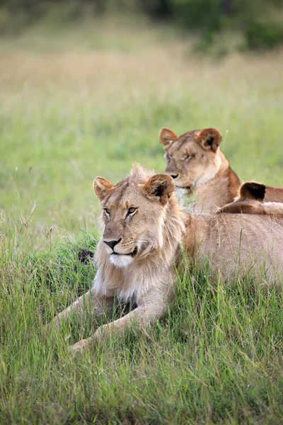 Lejon par - maasai mara reserve - kenya — Stockfoto