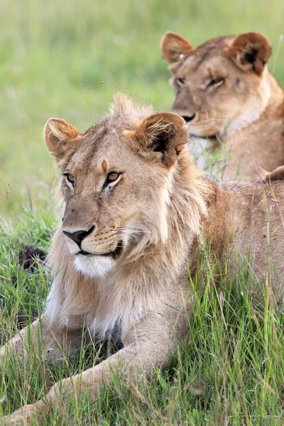 Lew para - maasai mara rezerwat - Kenia — Zdjęcie stockowe