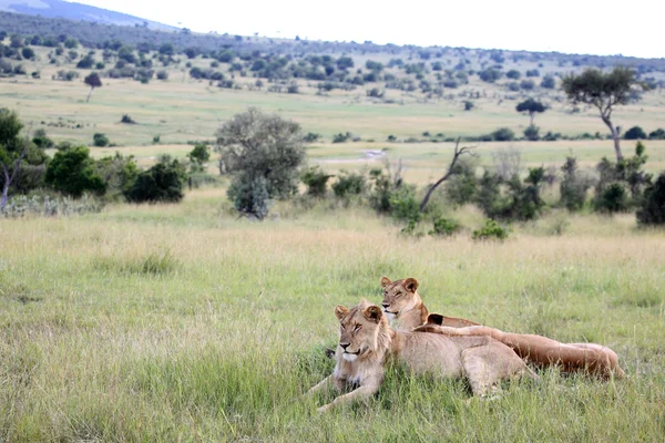 Pareja León - Reserva Maasai Mara - Kenia — Foto de Stock
