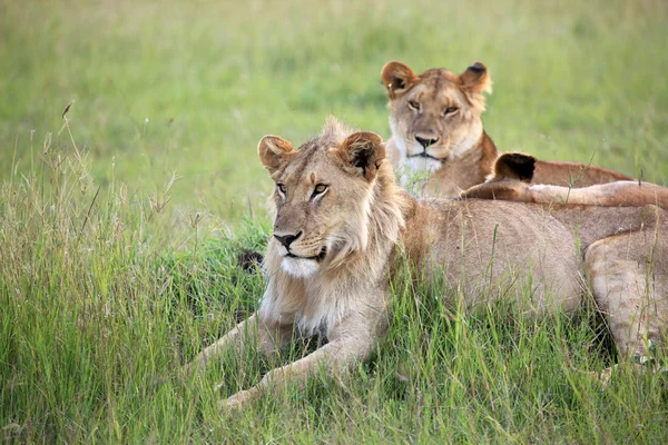 Pareja León - Reserva Maasai Mara - Kenia — Foto de Stock
