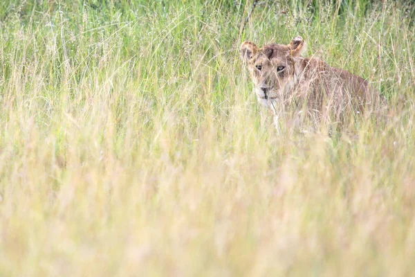 León cachorro - Reserva Maasai Mara - Kenia — Foto de Stock