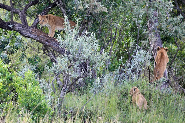Lion Cub - Maasai Mara Reserve - Кения — стоковое фото