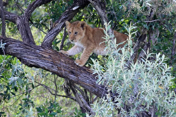 Лев Cub - заповідника Масаї Мара - Кенія — стокове фото