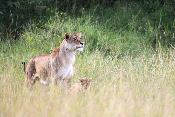 Aslan - Masai mara yedek - kenya — Stok fotoğraf