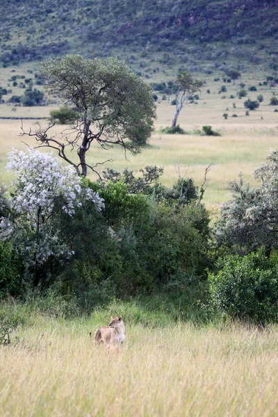 Лион - заповедник Масаи Мара - Кения — стоковое фото