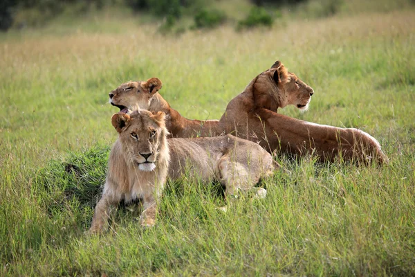 Lion - Maasai Mara Reserve - Kenya — Stockfoto