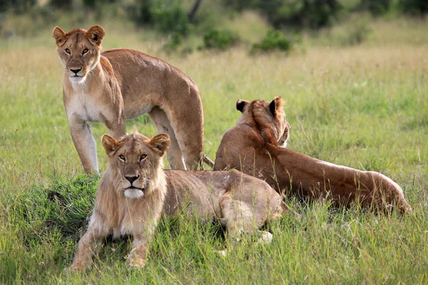 Lion - Maasai Mara Reserve - Kenya — Stock Photo, Image