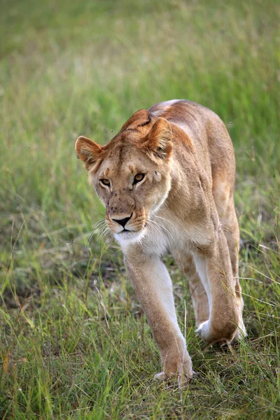 ライオン - マサイマラ予約 - ケニア — ストック写真