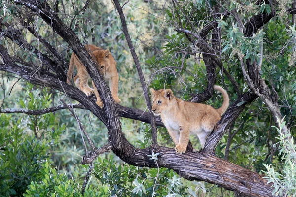 Lion - Maasai Mara Reserve - Kenya — Stok Foto