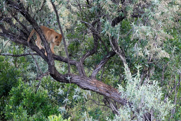 Lion - Maasai Mara Reserve - Kenya — Fotografie, imagine de stoc