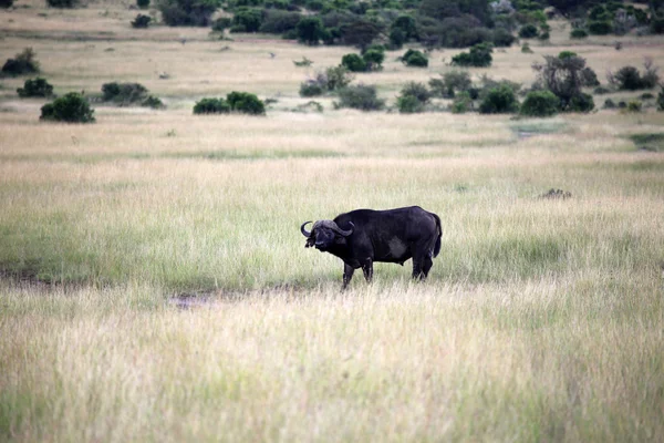 Буффало - заповідника Масаї Мара - Кенія — стокове фото