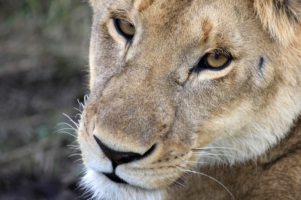 stock image Lion - Maasai Mara Reserve - Kenya