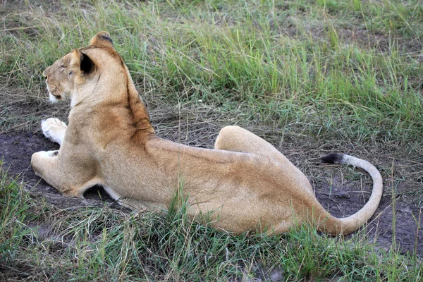 Leone - Riserva Maasai Mara - Kenya — Foto Stock