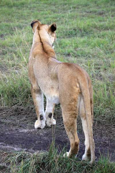 Lion - Maasai Mara Reserve - Kenya — Stockfoto