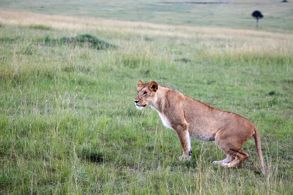 Leão - Reserva Maasai Mara - Quénia — Fotografia de Stock