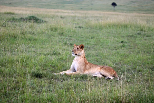 Lew - maasai mara rezerwat - Kenia — Zdjęcie stockowe
