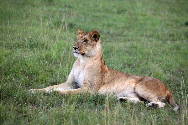 Лев - заповідника Масаї Мара - Кенія — стокове фото