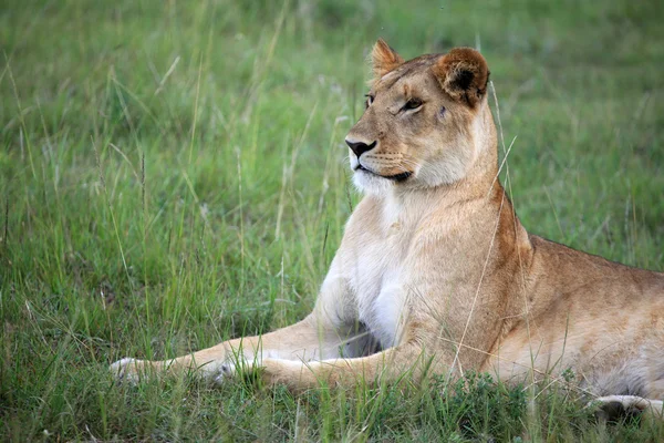 Lev - rezervace maasai mara - Keňa — Stock fotografie