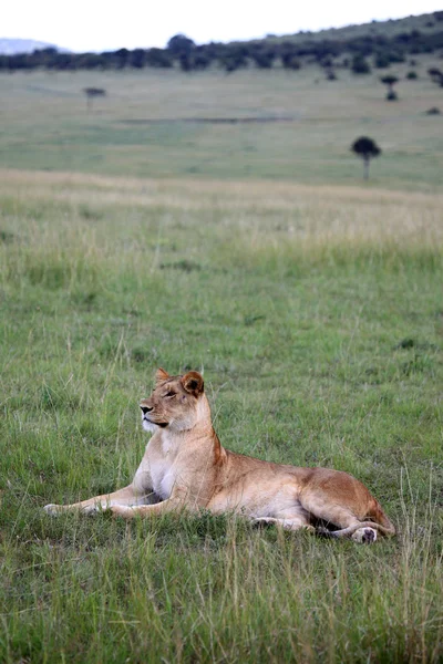 ライオン - マサイマラ予約 - ケニア — ストック写真