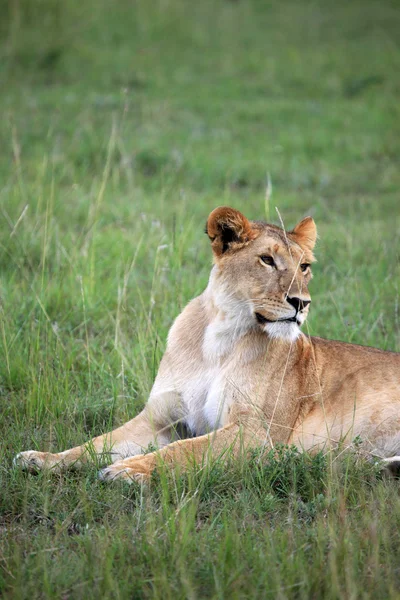 Λιοντάρι - Μασάι Μάρα αποθεματικό - Κένυα — 图库照片