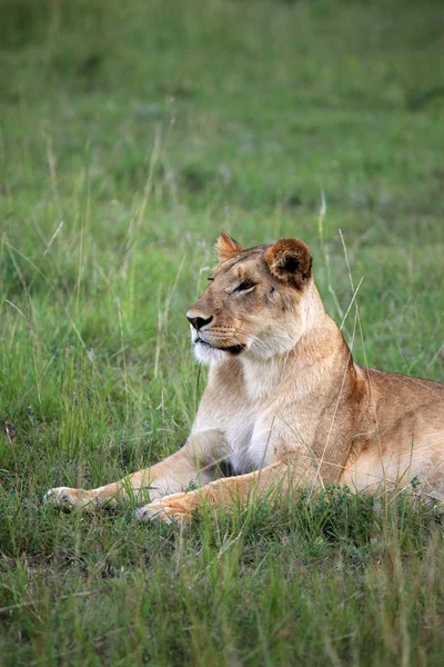 Lew - maasai mara rezerwat - Kenia — Zdjęcie stockowe