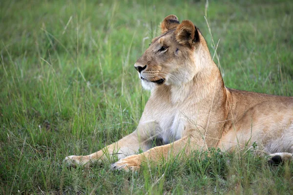 Лев - заповідника Масаї Мара - Кенія — стокове фото