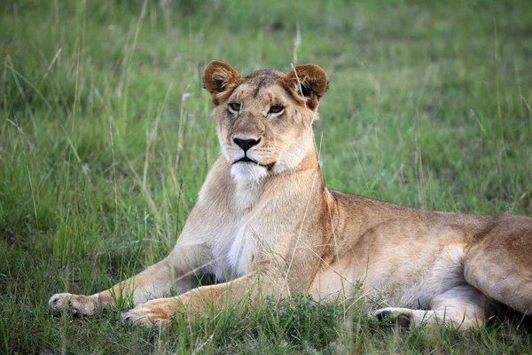 León - Reserva Maasai Mara - Kenia — Foto de Stock