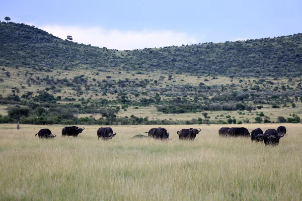 Buffalo - Maasai Mara Reserve - Kenya — Stock Photo, Image