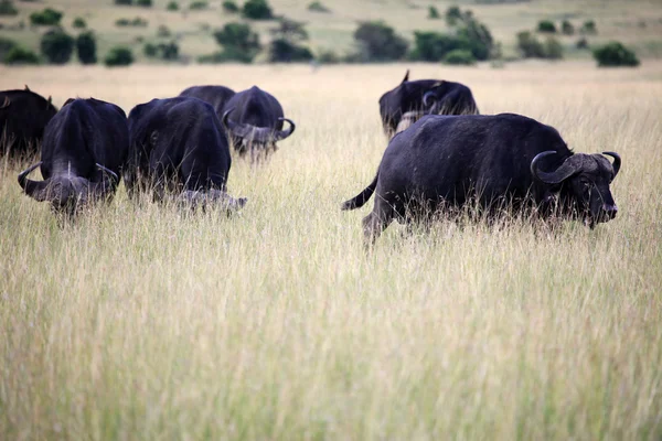Buffalo - Reserva Maasai Mara - Kenia —  Fotos de Stock