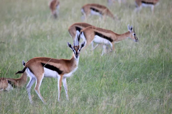 Thompsons Gazelle - Maasai Mara Reserve - Kenya — Stock Photo, Image