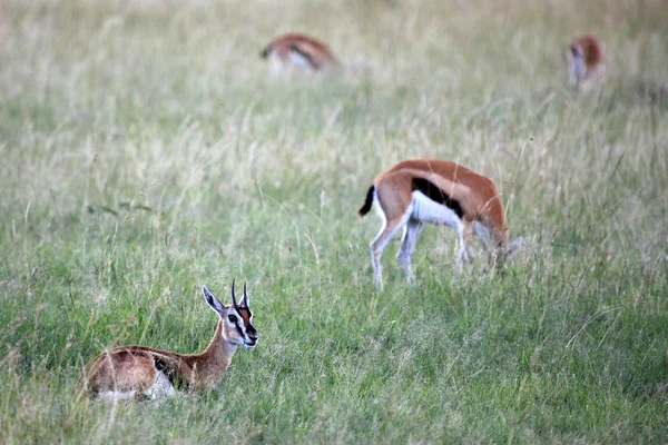 Thompsons gazella - Maasai Mara Reserve - Kenya — Stock Fotó